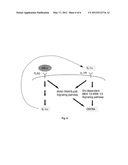 CELL LINE DERIVED FROM THE EPITHELIAL LINING OF THE HUMAN ENDOLYMPHATIC     SAC IN THE INNER EAR diagram and image