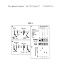 ACCELERATED EXTENSION OF AXONS diagram and image