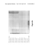 Long-Acting DNA Dendrimers and Methods Thereof diagram and image