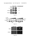 Treatment or Prevention of Fungal Infections with PDK1 Inhibitors diagram and image