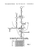 Modified Small Interfering RNA Molecules and Methods of Use diagram and image