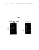 Modified Small Interfering RNA Molecules and Methods of Use diagram and image