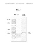 METHOD FOR PRODUCING TRANSFORMED EARTHWORMS USING EARTHWORM     GONAD-REGENERATION CAPABILITY, TRANSFORMED EARTHWORMS THEREOF, AND METHOD     FOR PRODUCING RECOMBINANT PROTEINS FROM TRANSFORMED EARTHWORM BODY FLUIDS diagram and image