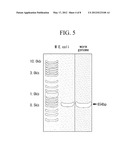 METHOD FOR PRODUCING TRANSFORMED EARTHWORMS USING EARTHWORM     GONAD-REGENERATION CAPABILITY, TRANSFORMED EARTHWORMS THEREOF, AND METHOD     FOR PRODUCING RECOMBINANT PROTEINS FROM TRANSFORMED EARTHWORM BODY FLUIDS diagram and image