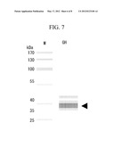 METHOD FOR PRODUCING TRANSFORMED EARTHWORMS USING EARTHWORM     GONAD-REGENERATION CAPABILITY, TRANSFORMED EARTHWORMS THEREOF, AND METHOD     FOR PRODUCING RECOMBINANT PROTEINS FROM TRANSFORMED EARTHWORM BODY FLUIDS diagram and image