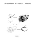 Systems And Methods For Measuring And Modeling In Vivo Manganese Ion     Transport In A Subject diagram and image