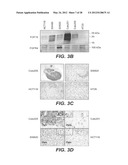 ANTI-FGF19 ANTIBODIES AND METHODS USING SAME diagram and image