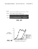 ANTI-FGF19 ANTIBODIES AND METHODS USING SAME diagram and image