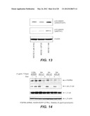 ANTI-FGF19 ANTIBODIES AND METHODS USING SAME diagram and image