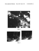 COMPOSITIONS AND METHODS FOR THE REMOVAL OF BIOFILMS diagram and image