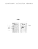 STREPTOCOCCUS VACCINE COMPOSITIONS AND METHODS OF USING THE SAME diagram and image