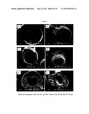 MULTI-PHASE MICROPARTICLES AND METHOD OF MANUFACTURING MULTI-PHASE     MICROPARTICLES diagram and image