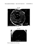 MULTI-PHASE MICROPARTICLES AND METHOD OF MANUFACTURING MULTI-PHASE     MICROPARTICLES diagram and image