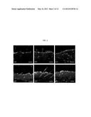 Skin Permeating And Cell Entering (SPACE) Peptides and Methods of Use     Thereof diagram and image