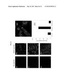 Skin Permeating And Cell Entering (SPACE) Peptides and Methods of Use     Thereof diagram and image