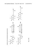 METHODS AND COMPOSITIONS FOR PROTEIN LABELING USING LIPOIC ACID LIGASES diagram and image