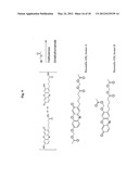 METHODS AND COMPOSITIONS FOR PROTEIN LABELING USING LIPOIC ACID LIGASES diagram and image