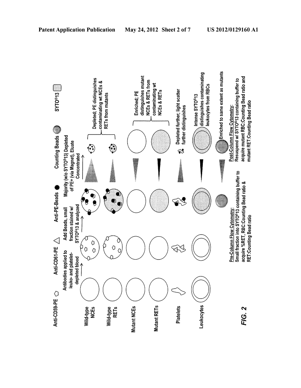 RAPID IN VIVO GENE MUTATION ASSAY BASED ON THE PIG-A GENE - diagram, schematic, and image 03