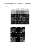 METHOD FOR SELECTING CLONE OF INDUCED PLURIPOTENT STEM CELLS diagram and image