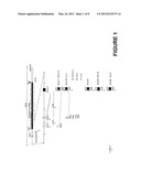SCN5A SPLICING FACTORS AND SPLICE VARIANTS FOR USE IN DIAGNOSTIC AND     PROGNOSTIC METHODS diagram and image