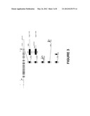 SCN5A SPLICING FACTORS AND SPLICE VARIANTS FOR USE IN DIAGNOSTIC AND     PROGNOSTIC METHODS diagram and image