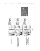 COMPOSITIONS, KITS AND METHODS FOR IN VITRO ANTIGEN PRESENTATION,     ASSESSING VACCINE EFFICACY, AND ASSESSING IMMUNOTOXICITY OF BIOLOGICS AND     DRUGS diagram and image