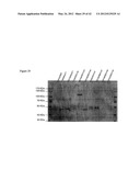 Yeast Expressing Cellulases for Simultaneous Saccharification and     Fermentation Using Cellulose diagram and image