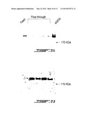 SOLUBLE IGF RECEPTORS AS ANTI-ANGIOGENIC AGENTS diagram and image