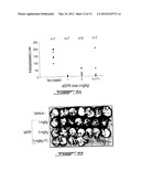 SOLUBLE IGF RECEPTORS AS ANTI-ANGIOGENIC AGENTS diagram and image