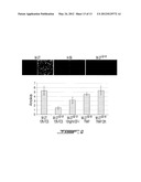 SOLUBLE IGF RECEPTORS AS ANTI-ANGIOGENIC AGENTS diagram and image