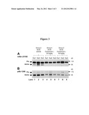 TRICYCLIC INHIBITORS OF PRO-MATRIX METALLOPROTEINASE ACTIVATION diagram and image