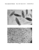 COMPACT, HIGH-RESOLUTION FLUORESCENCE AND BRIGHTFIELD MICROSCOPE AND     METHODS OF USE diagram and image