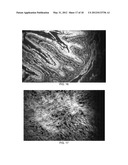 COMPACT, HIGH-RESOLUTION FLUORESCENCE AND BRIGHTFIELD MICROSCOPE AND     METHODS OF USE diagram and image