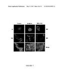 A3 ADENOSINE RECEPTOR LIGANDS FOR MODULATION OF PIGMENTATION diagram and image