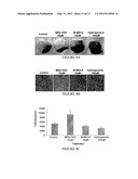 A3 ADENOSINE RECEPTOR LIGANDS FOR MODULATION OF PIGMENTATION diagram and image