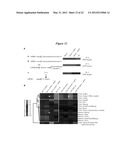 EMBRYONIC STEM CELL SPECIFIC MICRORNAS PROMOTE INDUCED PLURIPOTENCY diagram and image