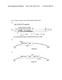 Method for Identifying Interventions that Control the Translational     Activity of Ribosomal Proteins in Different MRNA Expression diagram and image