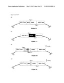 Method for Identifying Interventions that Control the Translational     Activity of Ribosomal Proteins in Different MRNA Expression diagram and image