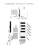 ASSEMBLY ACTIVATING PROTEIN (AAP) AND ITS USE FOR THE MANUFACTURE OF     PARVOVIRUS PARTICLES ESSENTIALLY CONSISTING OF VP3 diagram and image