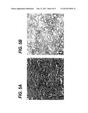 Decellularized tissue engineered constructs and tissues diagram and image