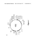 PYROCOCCUS FURIOSUS STRAINS AND METHODS OF USING SAME diagram and image