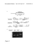 PYROCOCCUS FURIOSUS STRAINS AND METHODS OF USING SAME diagram and image