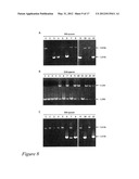 PYROCOCCUS FURIOSUS STRAINS AND METHODS OF USING SAME diagram and image