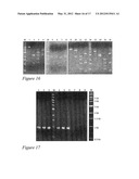 PYROCOCCUS FURIOSUS STRAINS AND METHODS OF USING SAME diagram and image