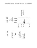 MER DIAGNOSTIC AND THERAPEUTIC AGENTS diagram and image