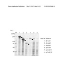 BETA-GALACTOSIDASE DERIVED FROM BACILLUS CIRCULANS diagram and image