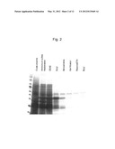 NOVEL GLYCOSYLTRANSFERASE, NOVEL GLYCOSYLTRANSFERASE GENE, AND NOVEL SUGAR     DONOR COMPOUND diagram and image