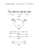 Novel Nucleic Acid Constructs Containing Orthogonal Site Selective     Recombinases (OSSRs) diagram and image