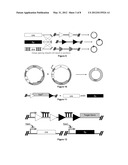 Novel Nucleic Acid Constructs Containing Orthogonal Site Selective     Recombinases (OSSRs) diagram and image