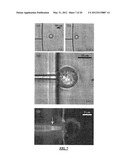 CELL HANDLING, ELECTROPORATION AND ELECTROFUSION IN MICROFLUIDIC SYSTEMS diagram and image